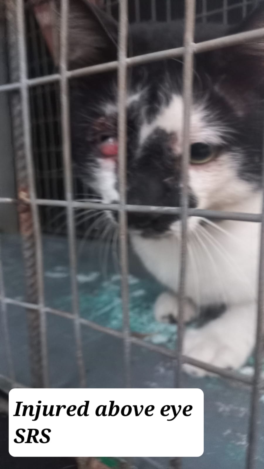 Cat food donation
