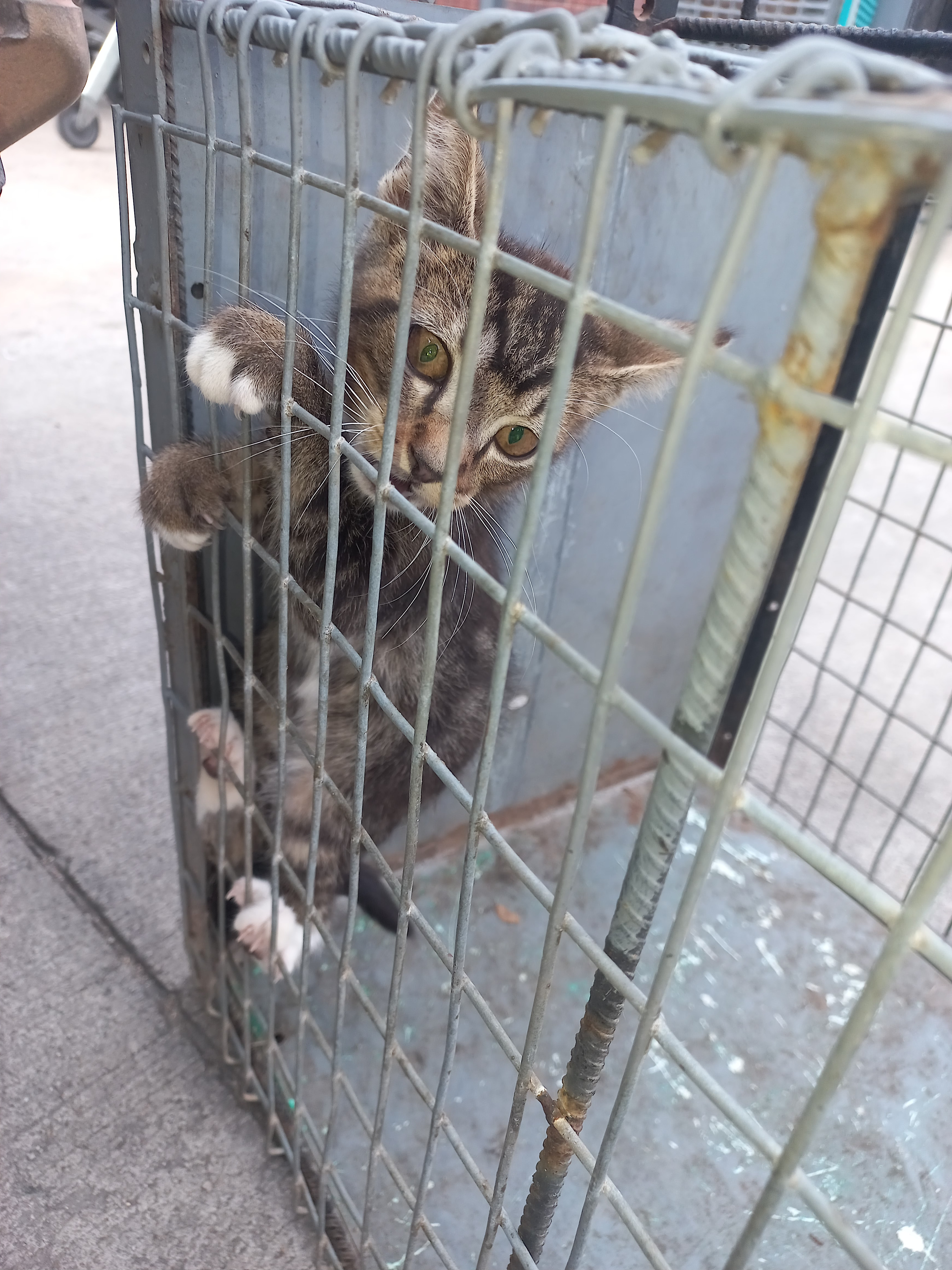 TNR program in action