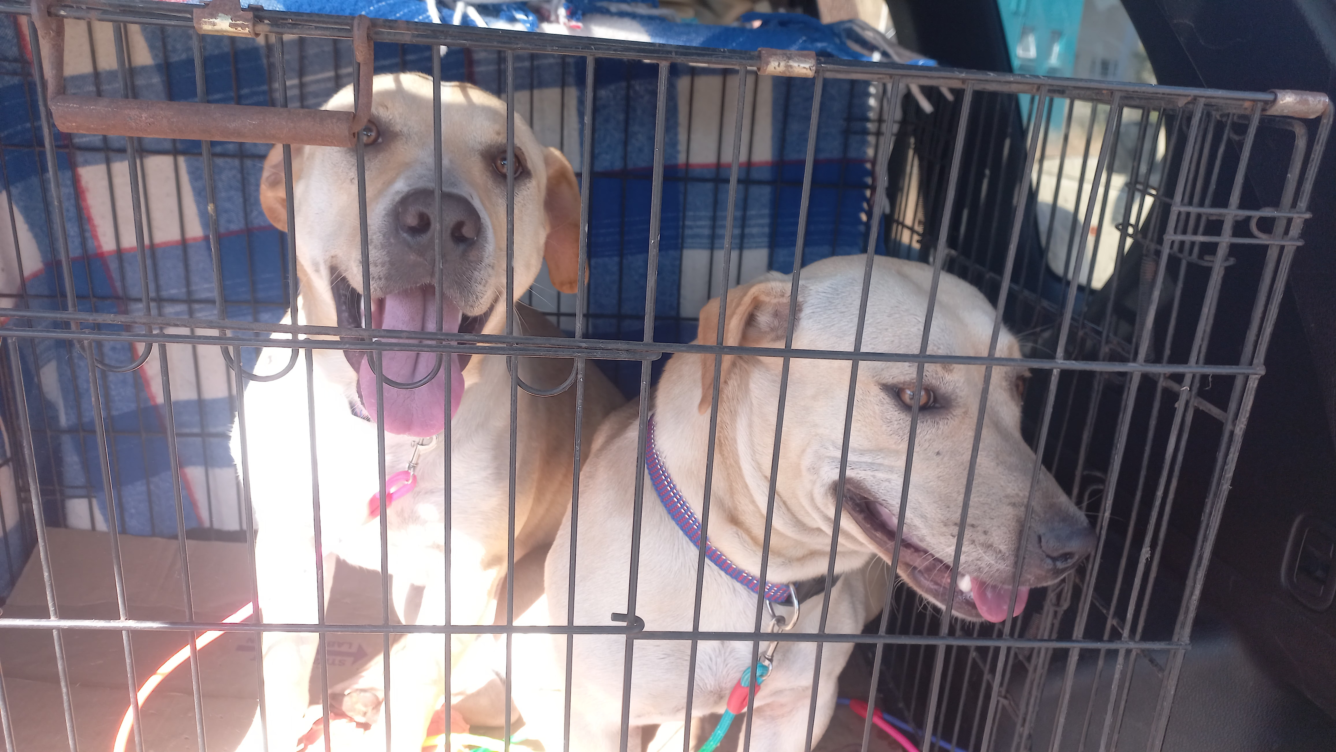Rescue in the field