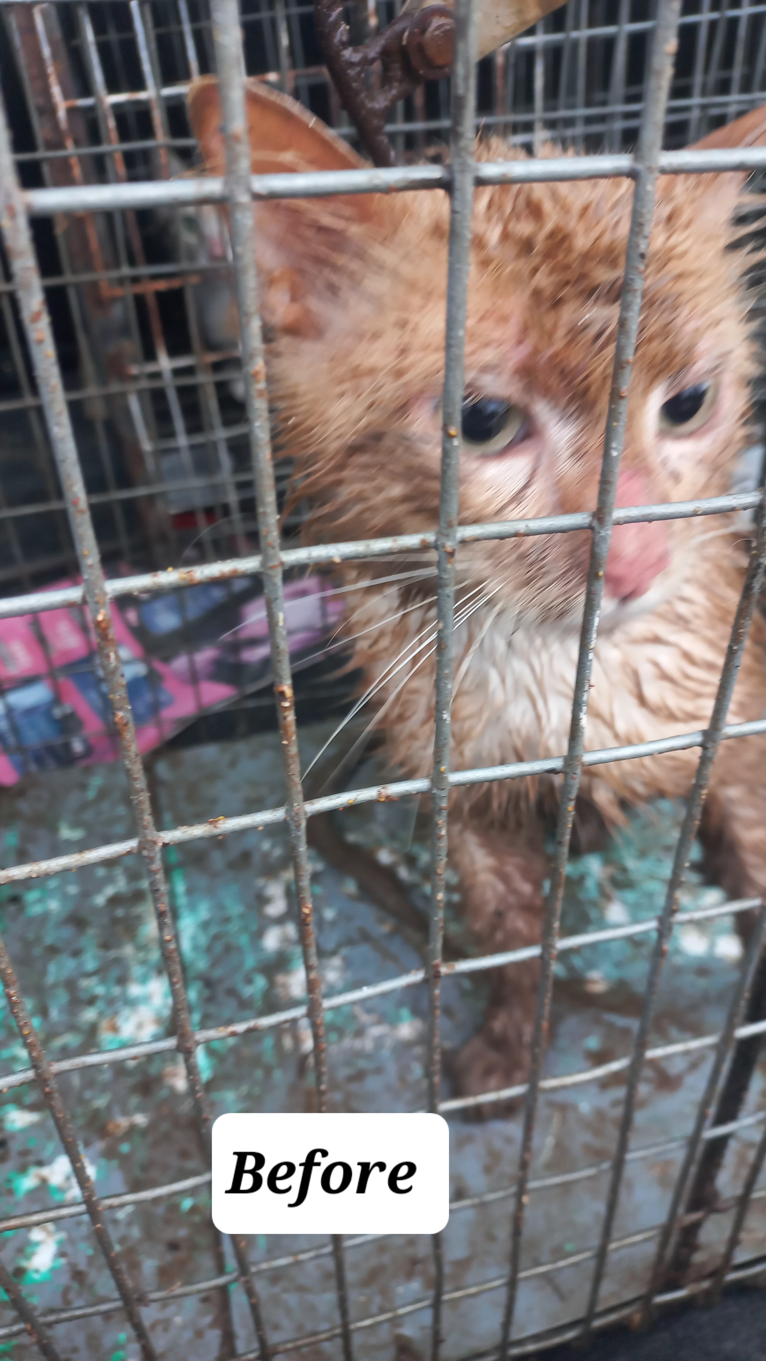 Before rescue