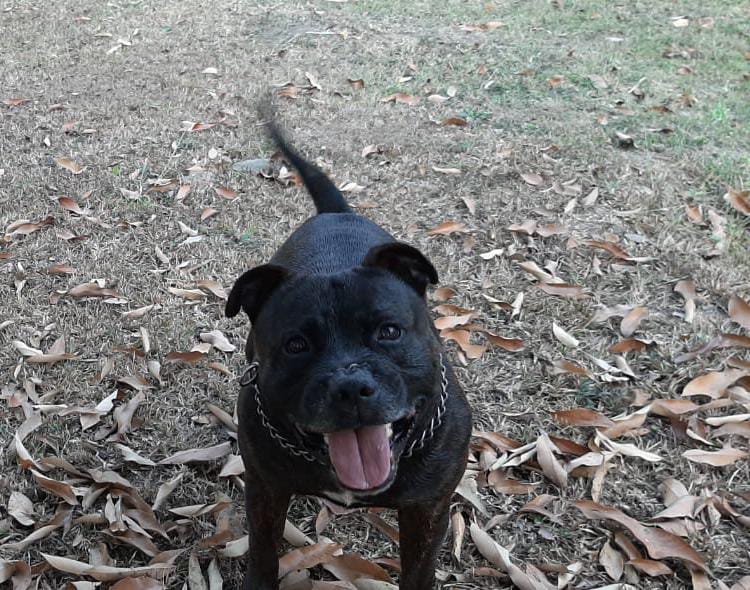 Rescued black staffy dog