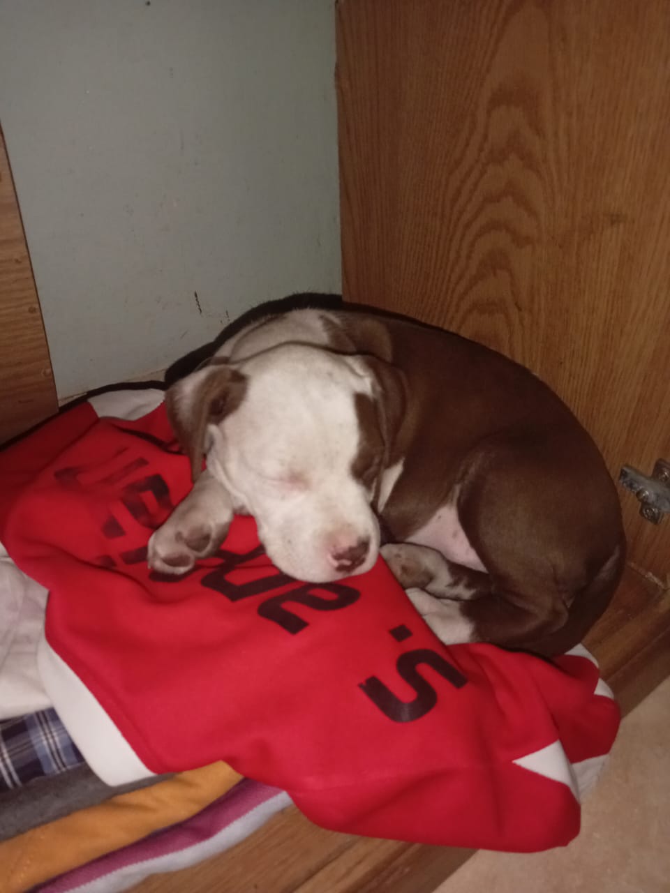 Puppy sleeping safe