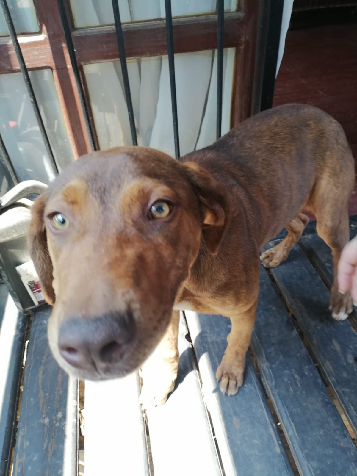 Brown dog rehomed