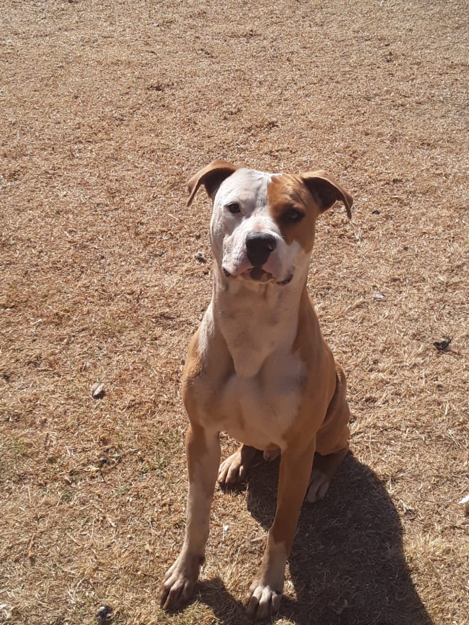 Tan dog rehomed
