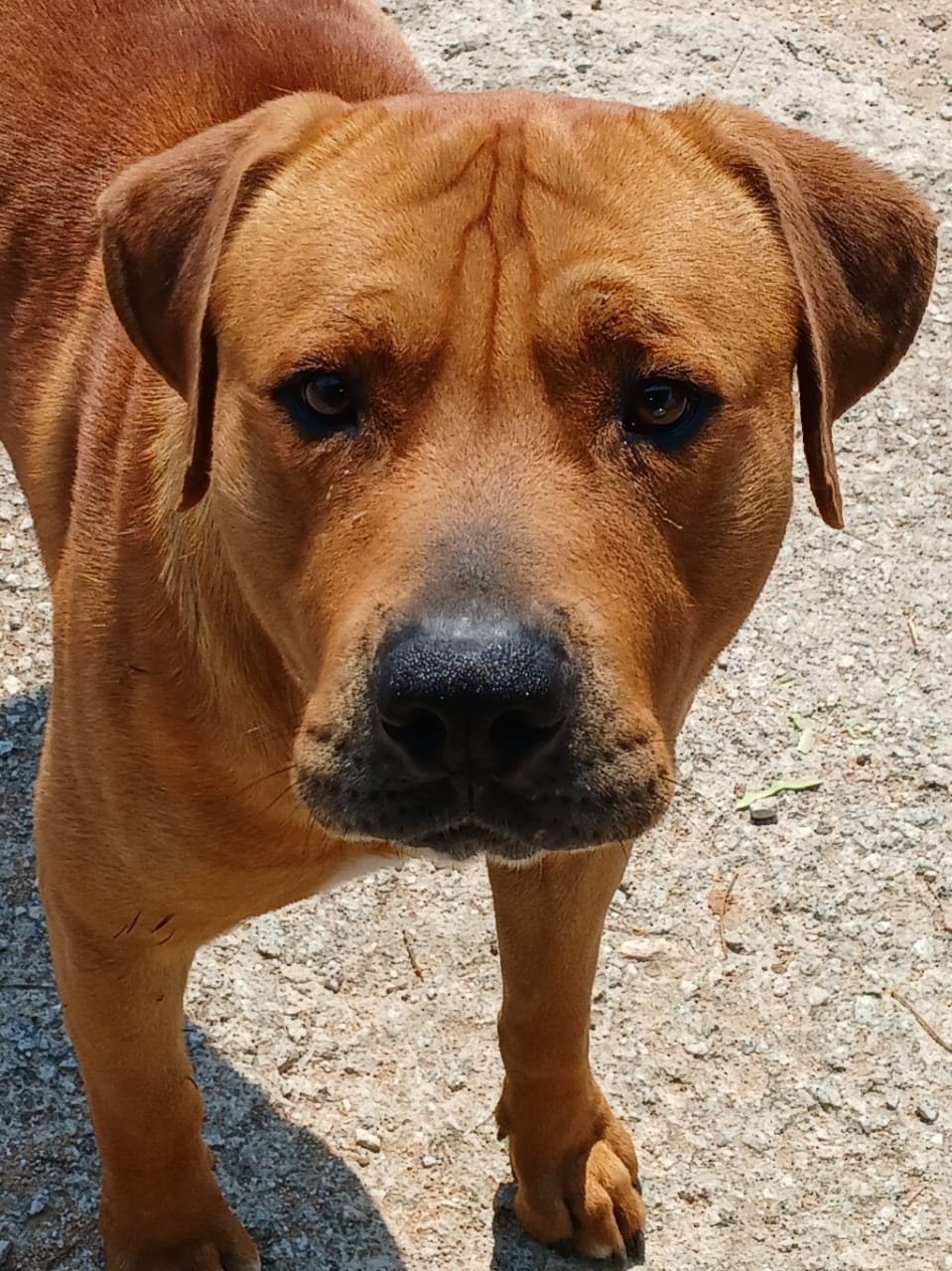 Ridgeback cross rehomed