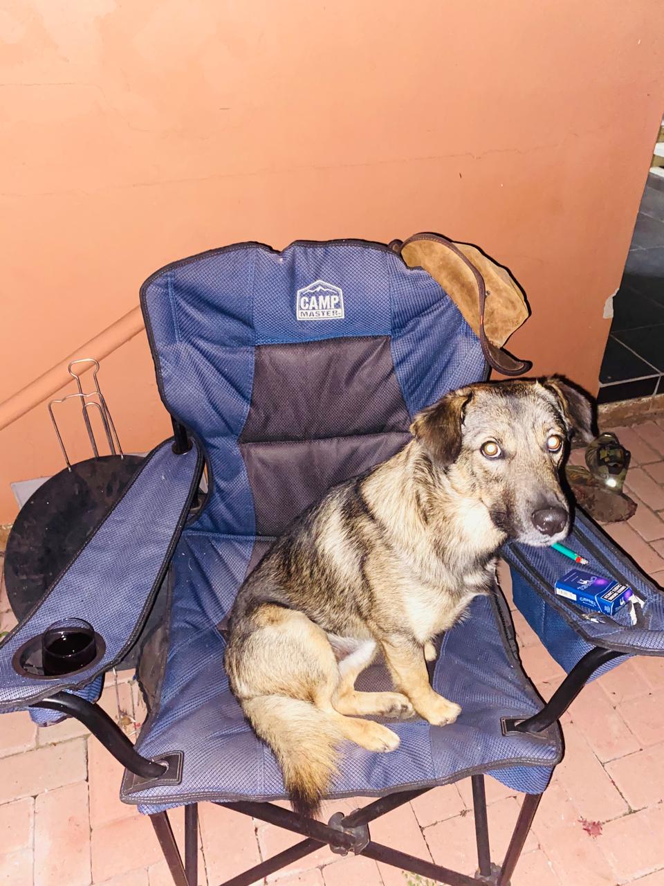 Dog relaxing in new home