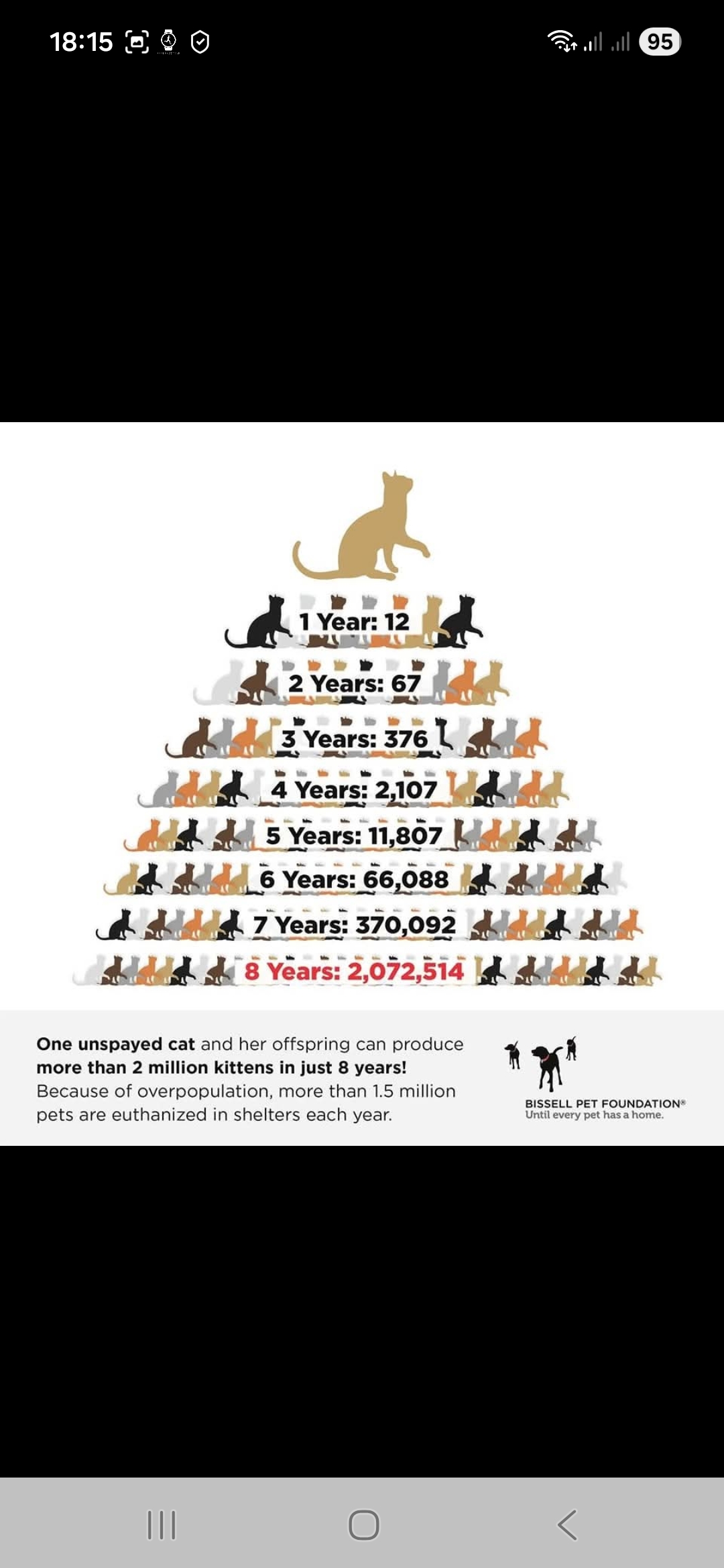 One unspayed cat can produce over 2 million kittens in 8 years — Bissell Pet Foundation